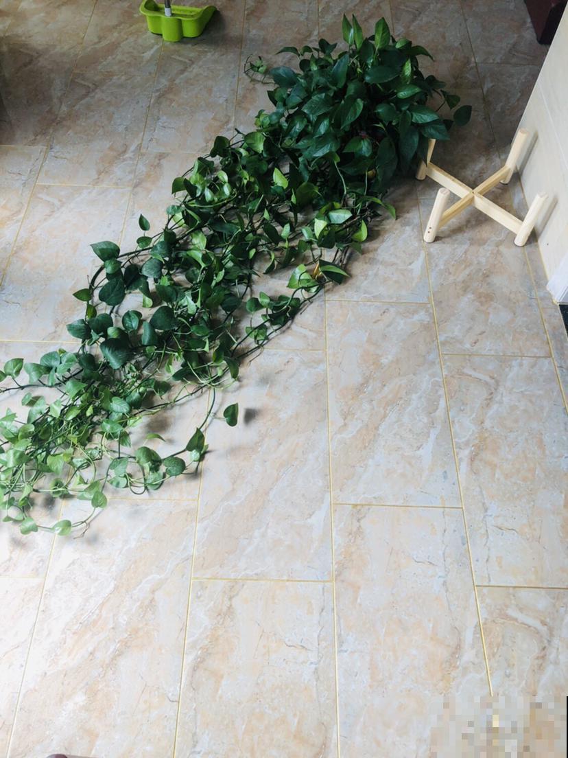 南北方养花有差别，要根据环境来养花，不能一概而论