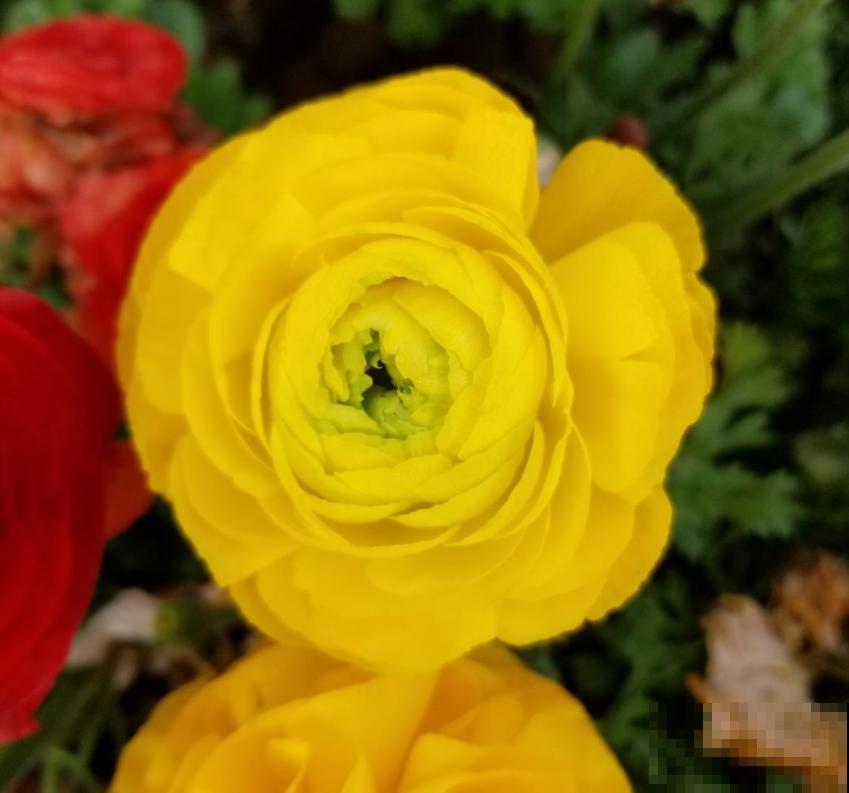 洋桔梗特漂亮，胜过玫瑰，种在阳台美爆了！