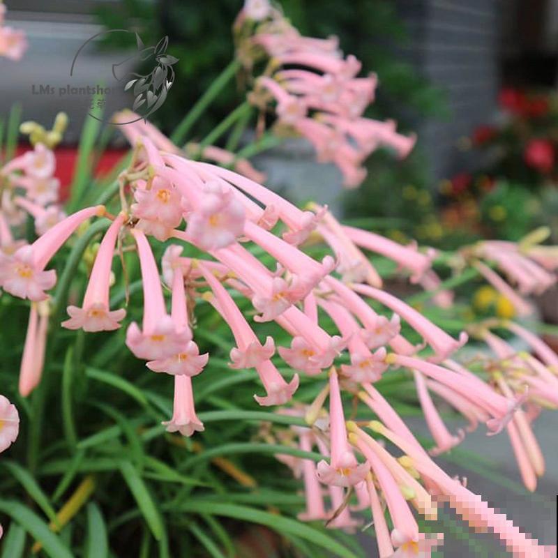 冬日里的“小精灵”，养盆垂筒花，天冷也呼呼开花