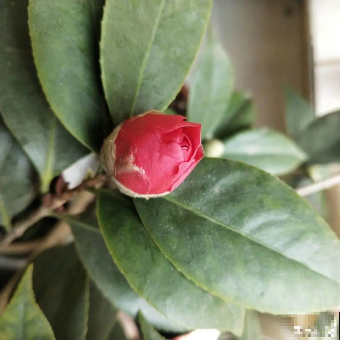 秋天开始降温了,9种花放外面冻一冻,开出饱满大花球 秋天开始降温了,9种花放外面冻一冻,开出饱满大花球