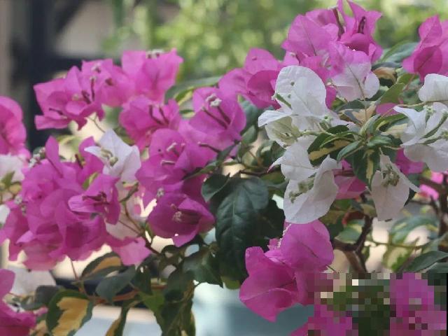 十月养这花,撸叶子、少浇水,10天冒出大花苞! 十月养这花,撸叶子、少浇水,10天冒出大花苞!