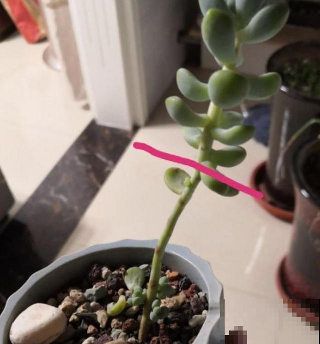 多肉撸叶有讲究，随便一撸，转头和你说拜拜！