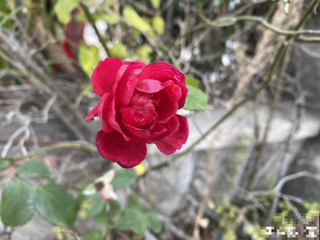 6种花开花时间超长，花朵又大又好看，养花必备