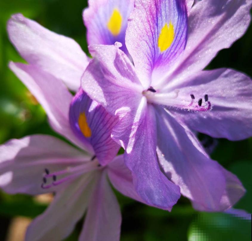 水葫芦成为新宠，只因好看又省心，扔那就疯长！