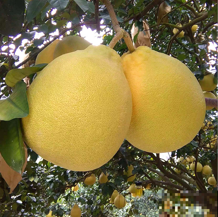 冬天吃柚子,记住这4点,挑得个个好吃 冬天吃柚子,记住这4点,挑得个个好吃