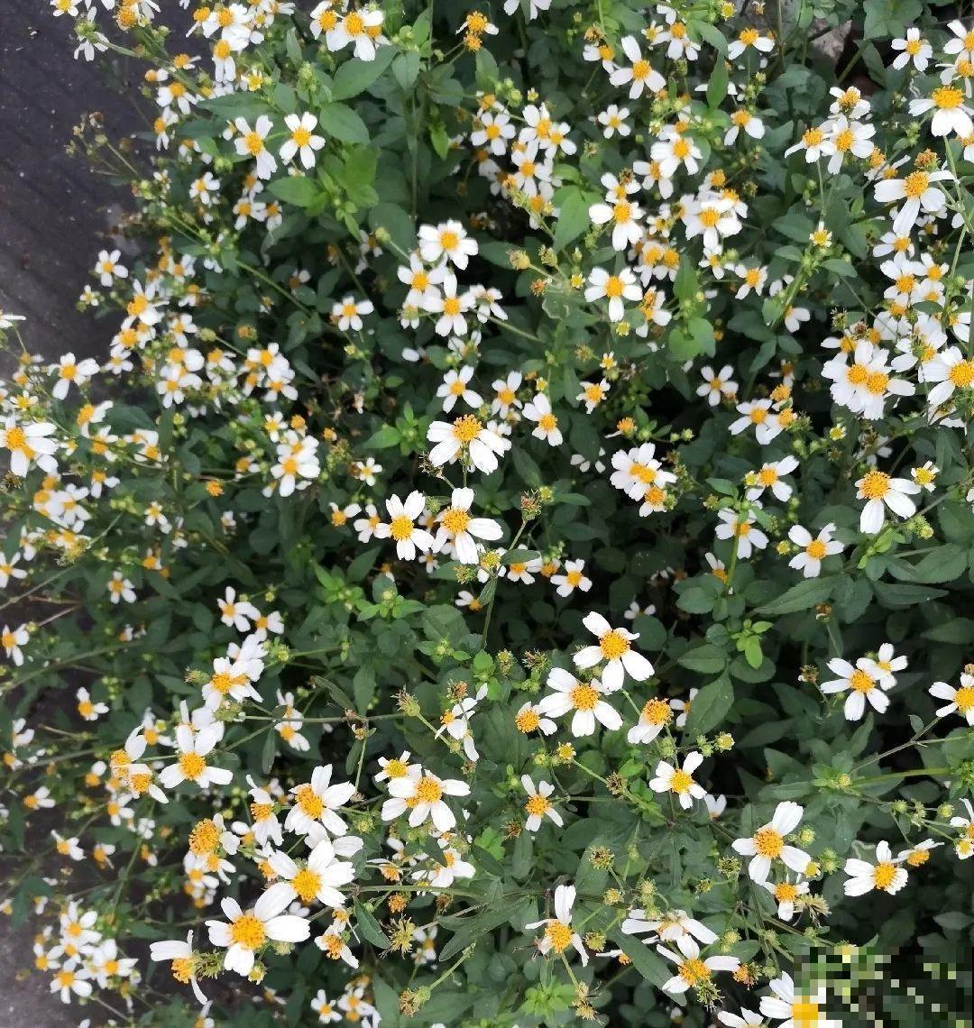 救命！入侵植物爬进院子，三年都杀不完！