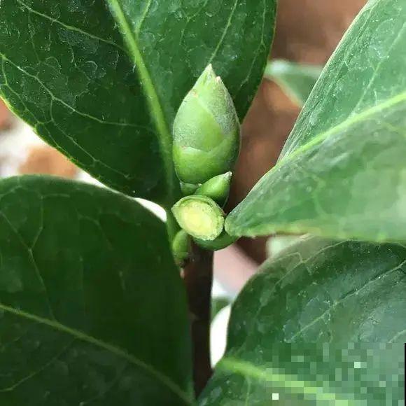 冒出来的花苞全剪了,气的人肝疼,1个月后竟然爆开花! 冒出来的花苞全剪了,气的人肝疼,1个月后竟然爆开花!