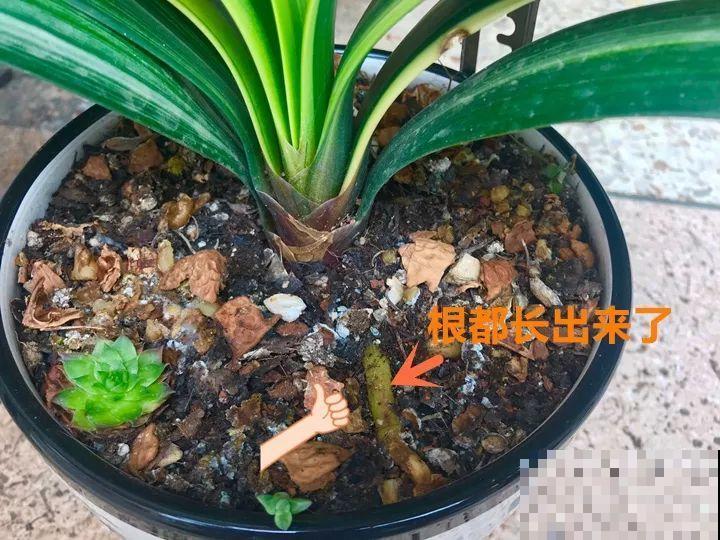 大螃蟹做花肥,秋天大补,花吃完就疯长了! 大螃蟹做花肥,秋天大补,花吃完就疯长了!