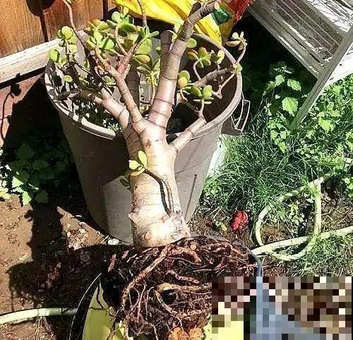 小盆养花好，大盆养花死，真准！