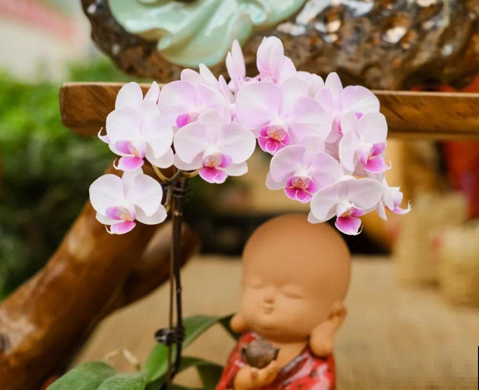 蓝色蝴蝶兰头一回见,一买就上当,养不活真生气! 蓝色蝴蝶兰头一回见,一买就上当,养不活真生气!