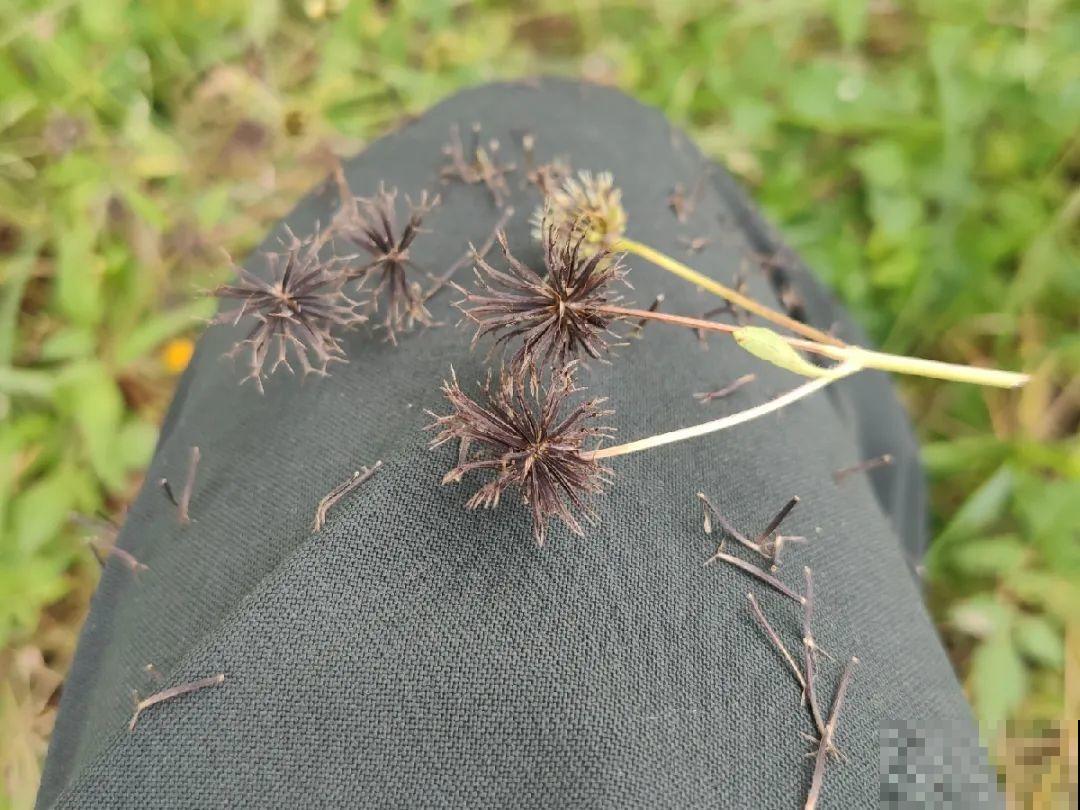 救命！入侵植物爬进院子，三年都杀不完！