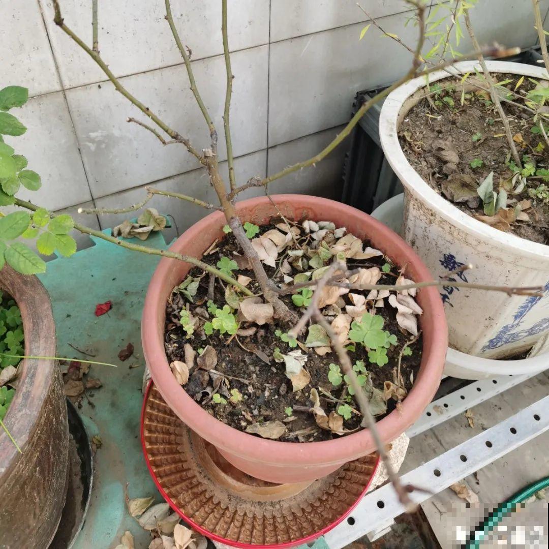冬天休眠的花，你以为它死了，其实还活着！