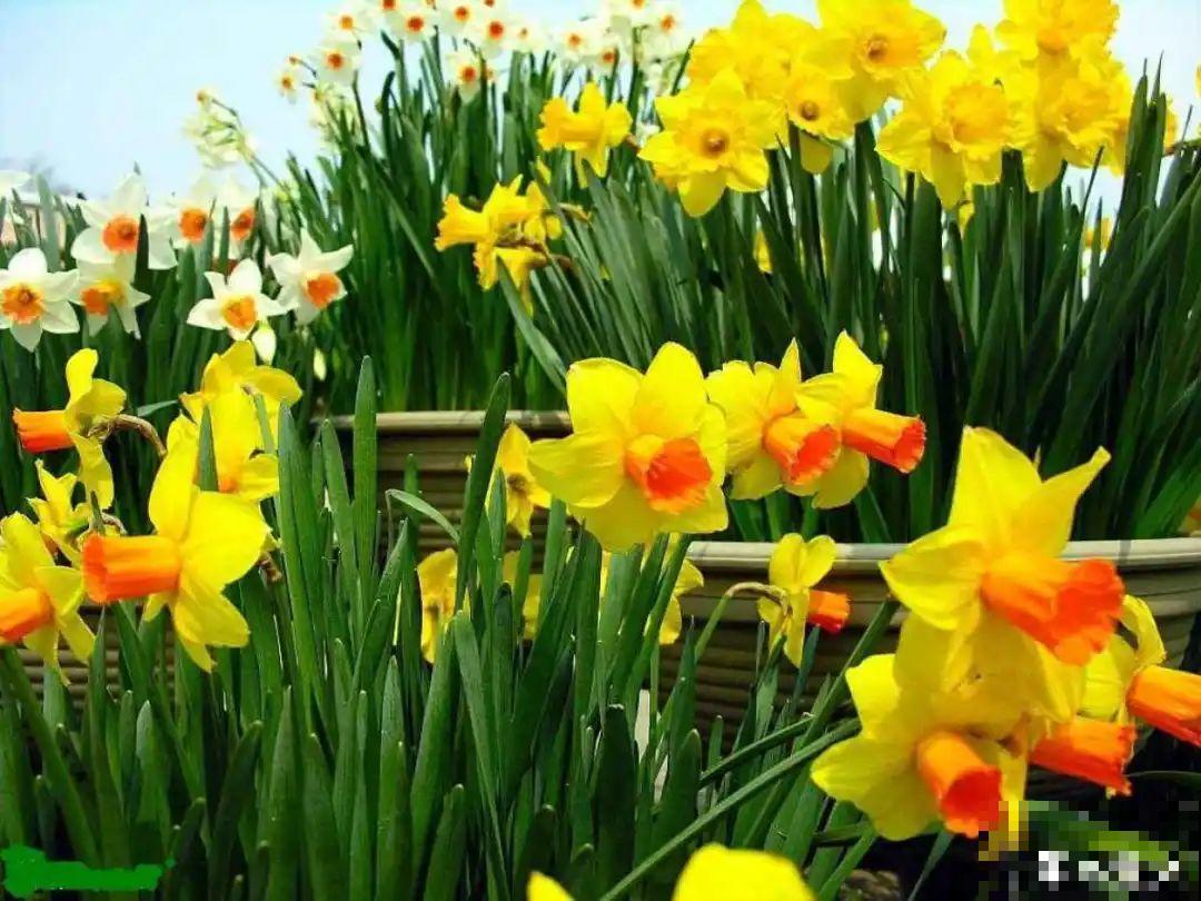 50种冬天开花植物,天冷了,照样冒花苞! 50种冬天开花植物,天冷了,照样冒花苞!