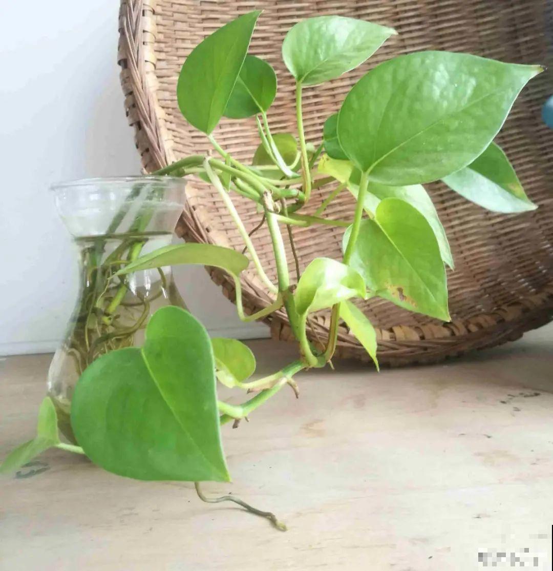 这花冬天要冻死,抓紧埋土里,还能活命! 这花冬天要冻死,抓紧埋土里,还能活命!