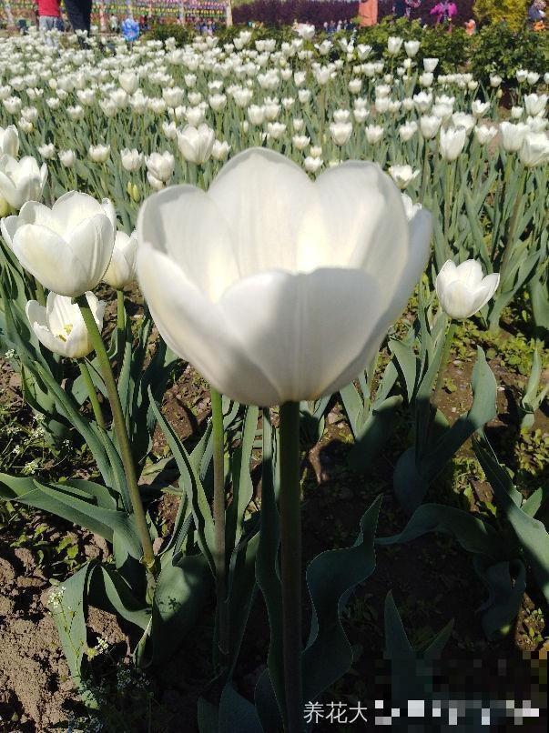 家里养了猫咪，这6种花不能在家养，不然惹来大麻烦！