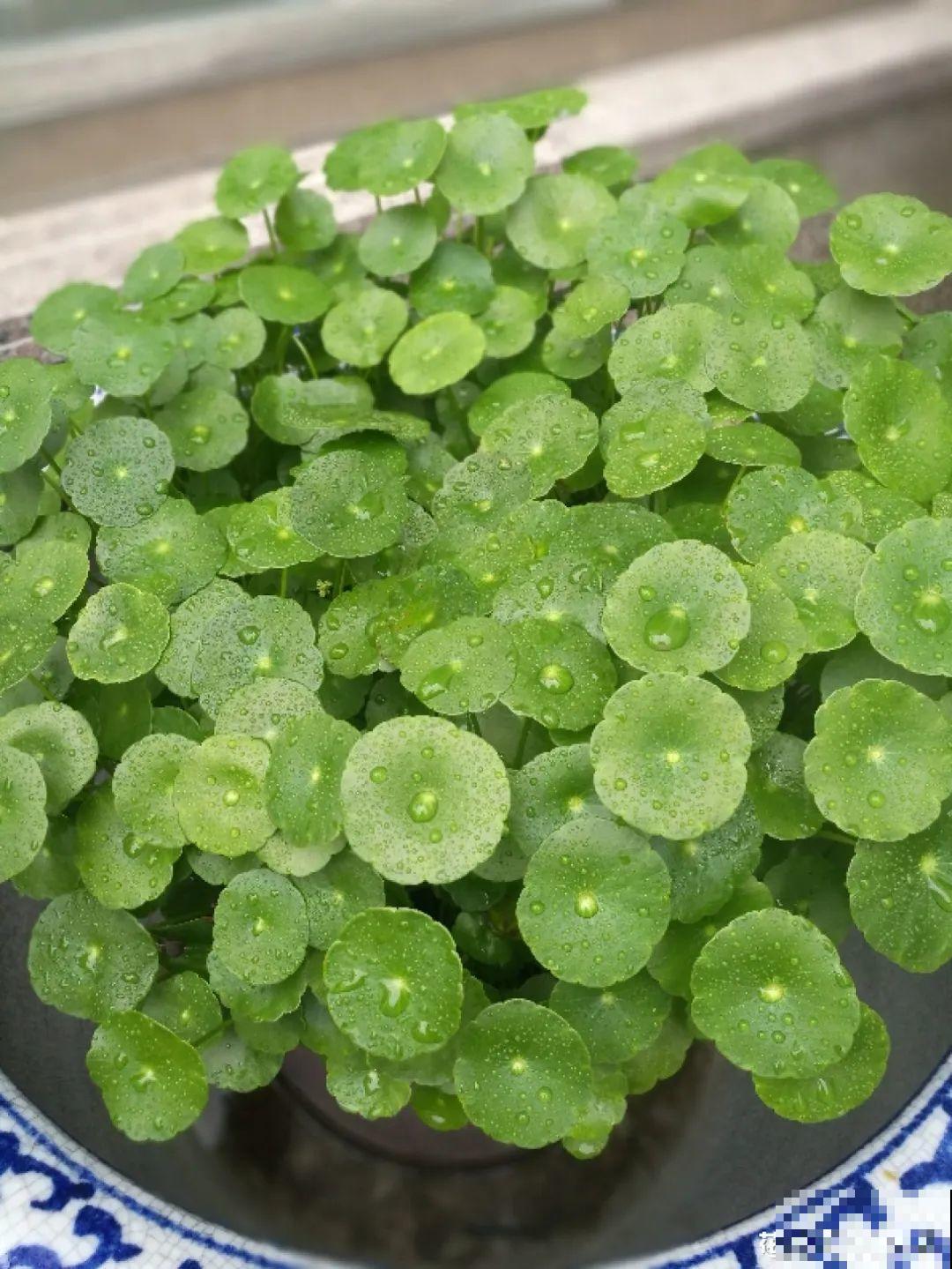 被拉进黑名单的花，再便宜也不买了，真浪费钱