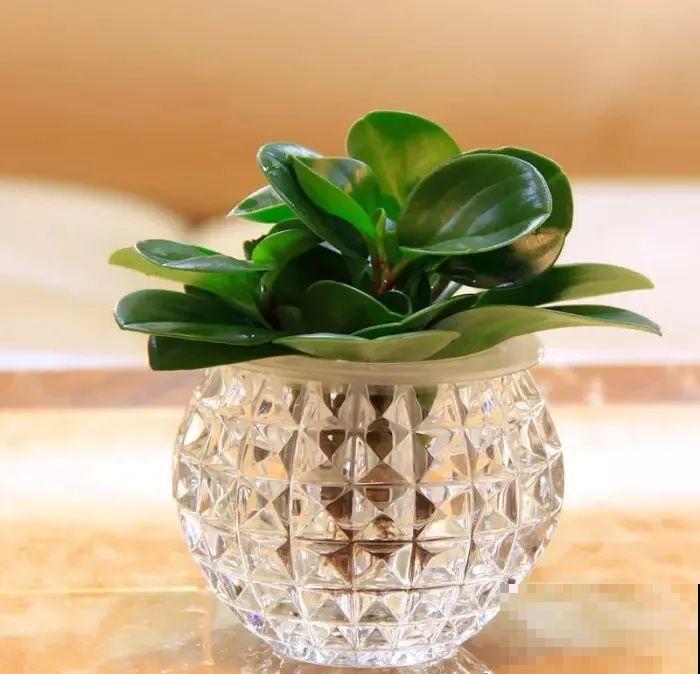 6种花水培更好,方便还干净,开花一串串 6种花水培更好,方便还干净,开花一串串