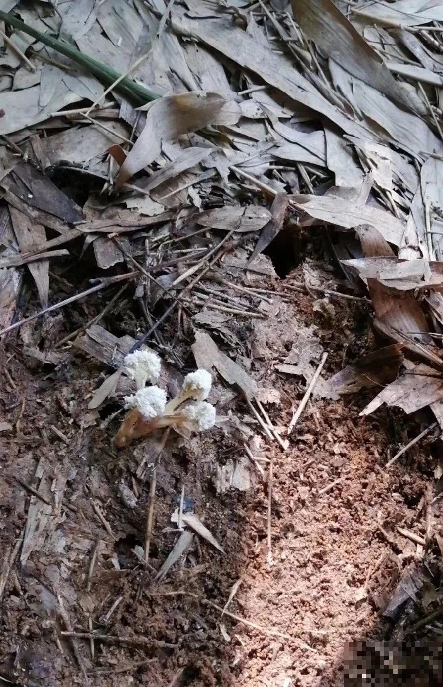 花盆里挖出一堆“蚕”，原来还能吃，味道清脆爽口