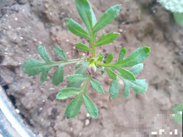 秋分后，绿化带捡种子，回家撒土里就活！