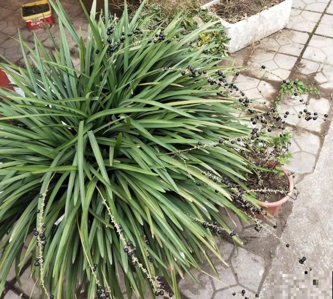 养了几十年的花,竟然是从牙签苗长起来,太辛苦! 养了几十年的花,竟然是从牙签苗长起来,太辛苦!