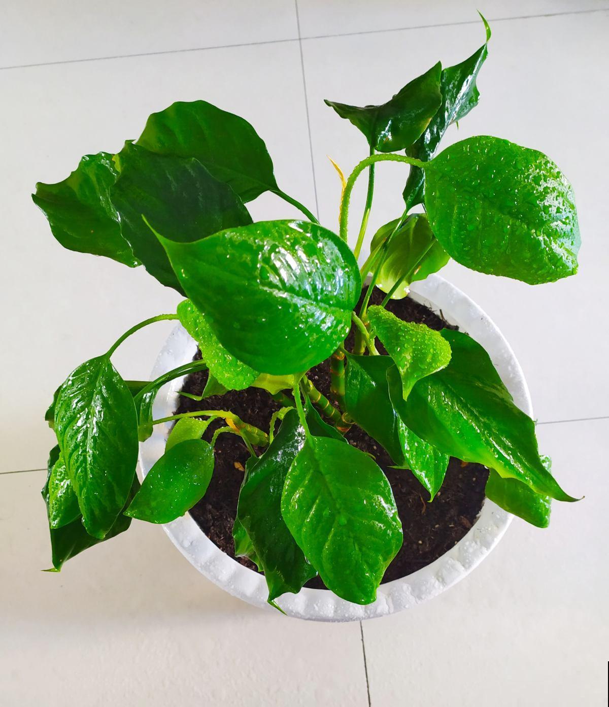 平时一个小动作,可能会害死你的花,花友们要注意 平时一个小动作,可能会害死你的花,花友们要注意