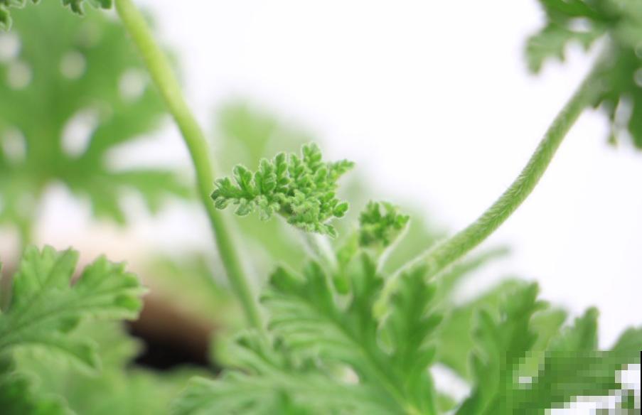 你家卫生间缺点啥？当然是吸臭花，祛味、杀菌超棒！