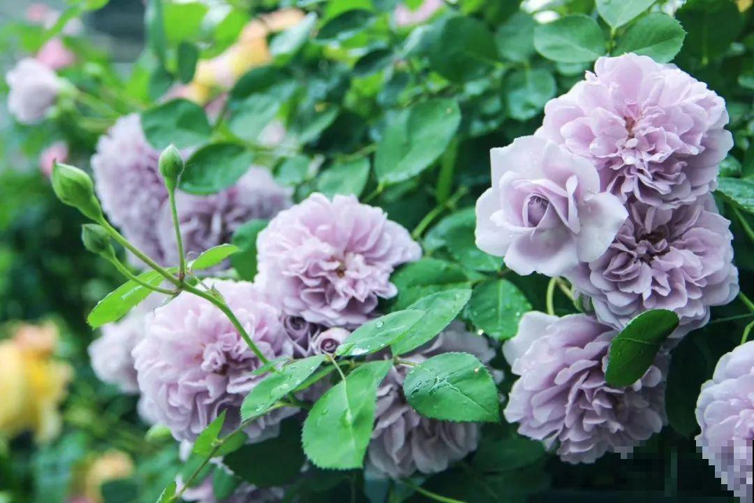 20种花特耐寒，放外面冻一冻，开花更多