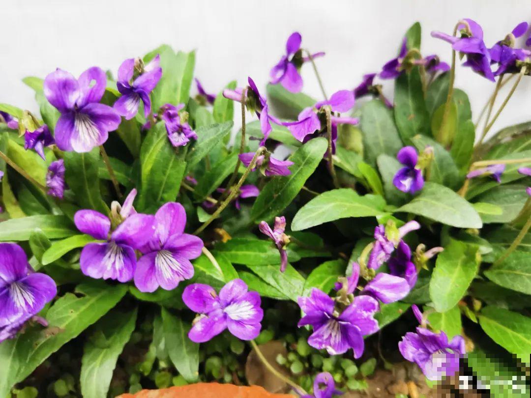 50种小时候常见的野草，现在几乎见不到了