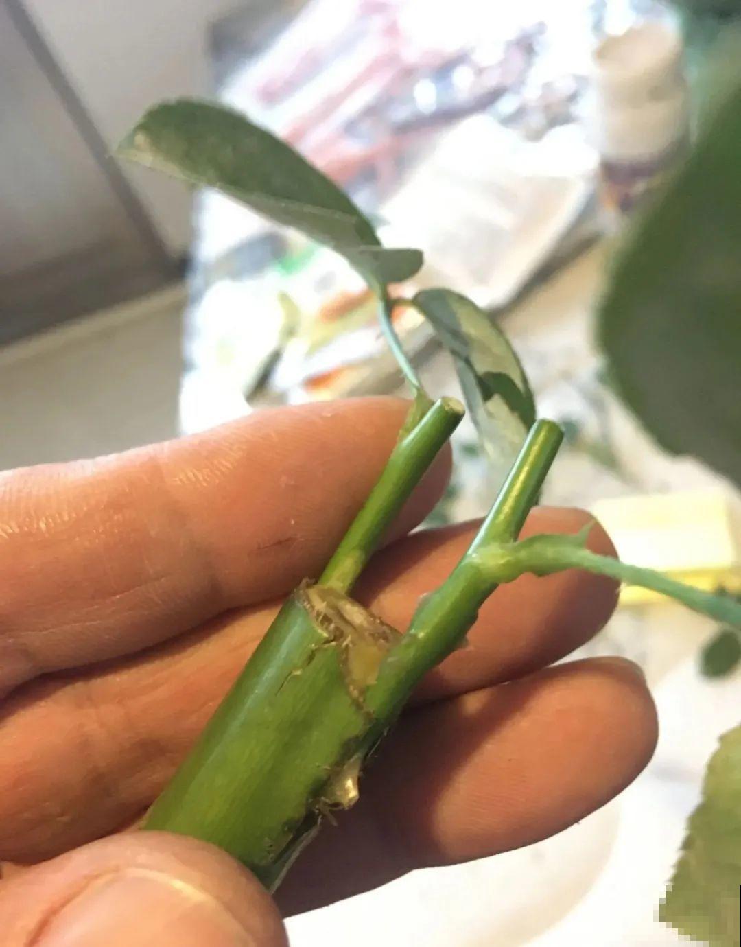 2种花组合起来养护，开花更多，满盆都是花