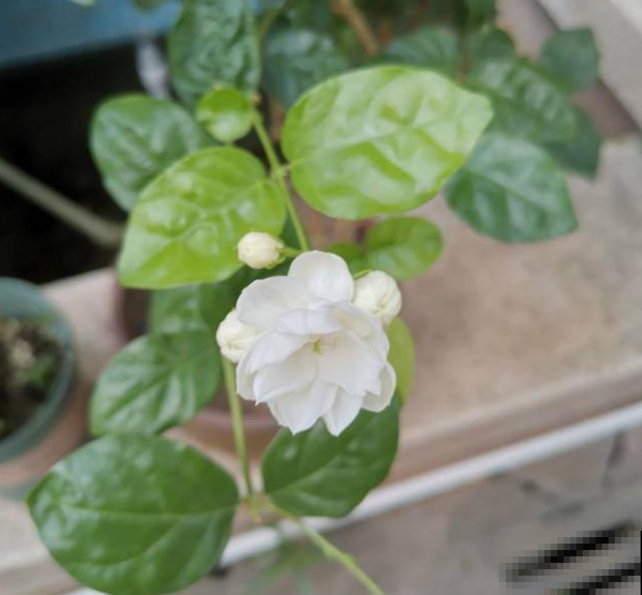 秋冬动不动就生病？养这4盆花，益处多多！