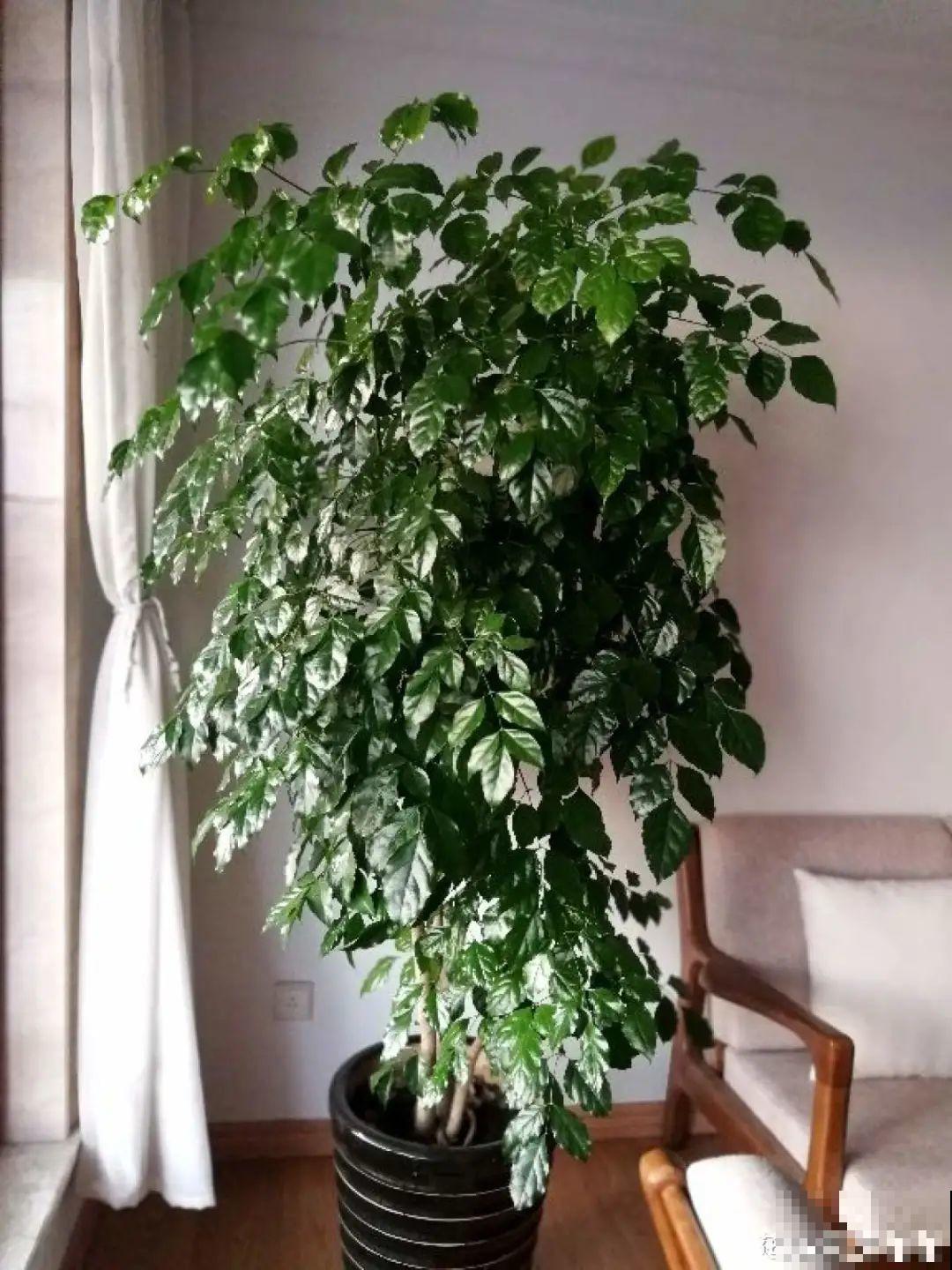 300块钱的花，一个没注意，一周掉成光杆司令