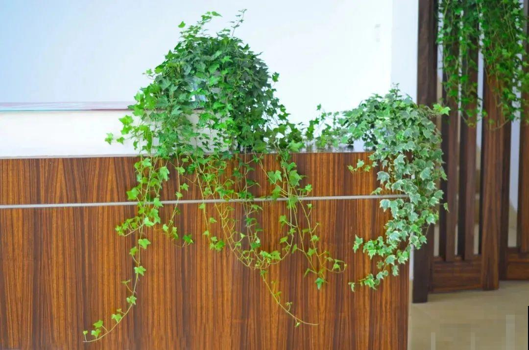 家里养盆常春藤，挂在墙上特漂亮，二手烟废气全吸收！