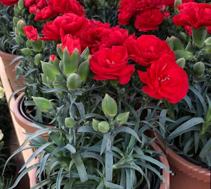 养康乃馨很省心,施点肥料蹭蹭长,坐等开花! 养康乃馨很省心,施点肥料蹭蹭长,坐等开花!