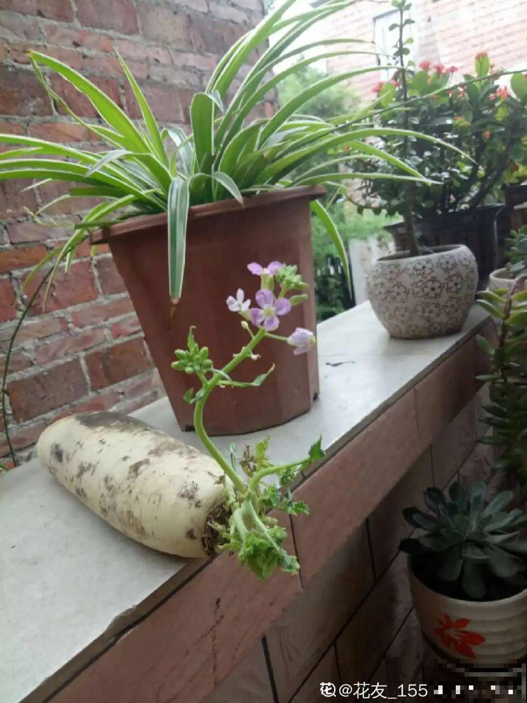 人参萝卜开花了,我种的花,都是这么奇奇怪怪! 人参萝卜开花了,我种的花,都是这么奇奇怪怪!