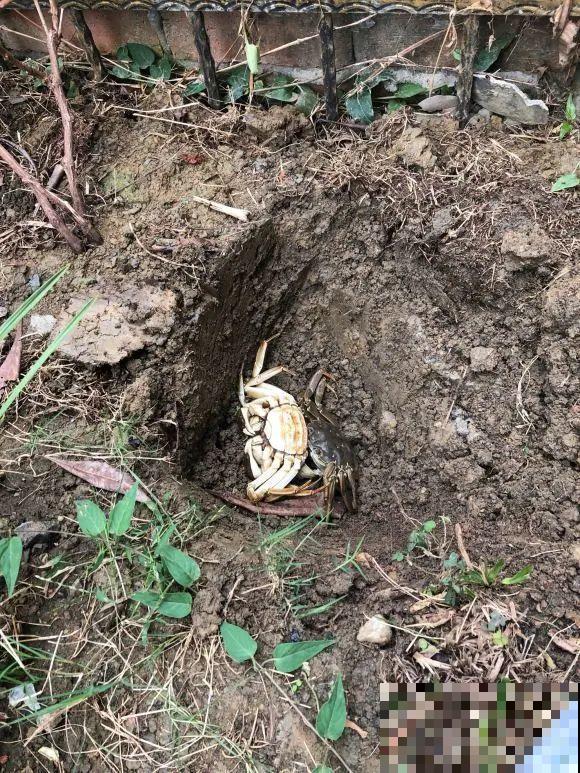 大螃蟹做花肥,秋天大补,花吃完就疯长了! 大螃蟹做花肥,秋天大补,花吃完就疯长了!