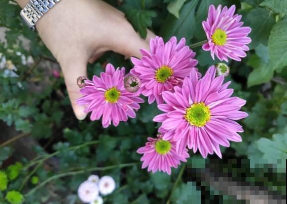 这种花就欠冻，搬进室内掉叶子，放外边就好！