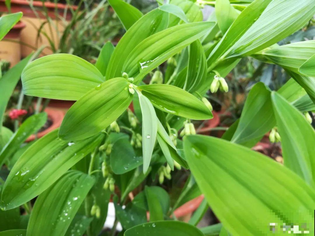 这种花很稀罕,以前喂猪没人要,现在抢破头! 这种花很稀罕,以前喂猪没人要,现在抢破头!