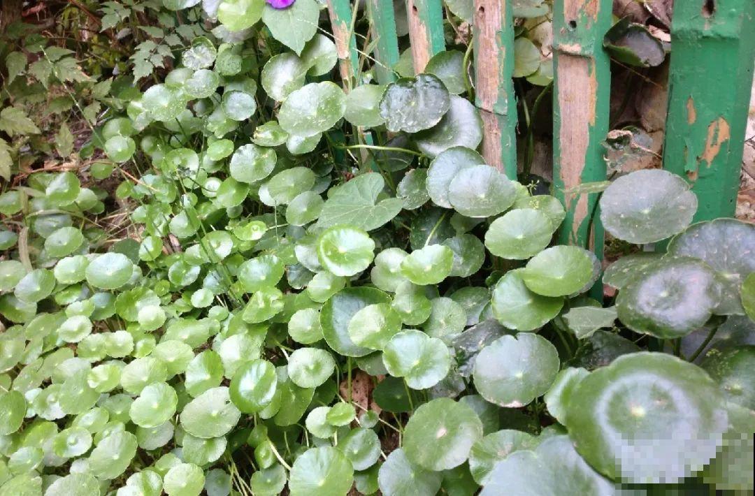 救命！入侵植物爬进院子，三年都杀不完！