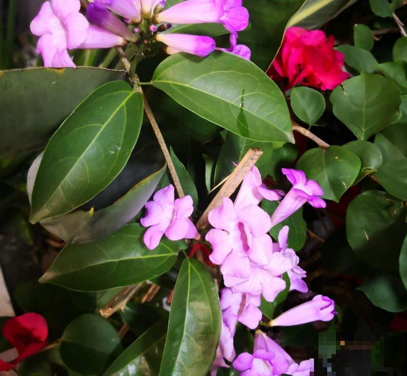 蒜香花开，见花不见叶，小花朵爬满墙！