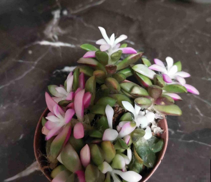 秋天多肉使劲晒，越晒越欢，“整容式”变美！