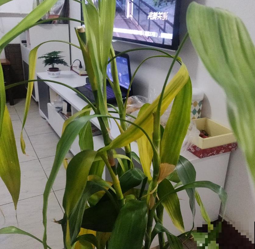 秋天富贵竹易黄叶,找准原因,翠绿一整秋! 秋天富贵竹易黄叶,找准原因,翠绿一整秋!