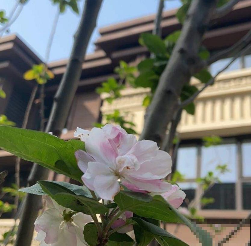 家中养棵西府海棠，赏花吃果，岂不美哉！