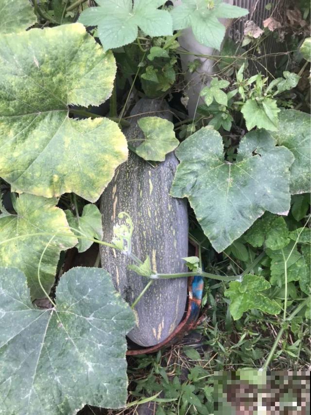 我想有个菜园子,秋天结满新鲜蔬菜,现在正收获! 我想有个菜园子,秋天结满新鲜蔬菜,现在正收获!