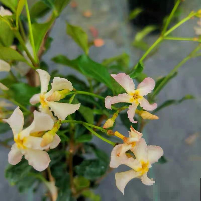 家里养盆香香花，1次开上一面墙，2年养成粉色花墙