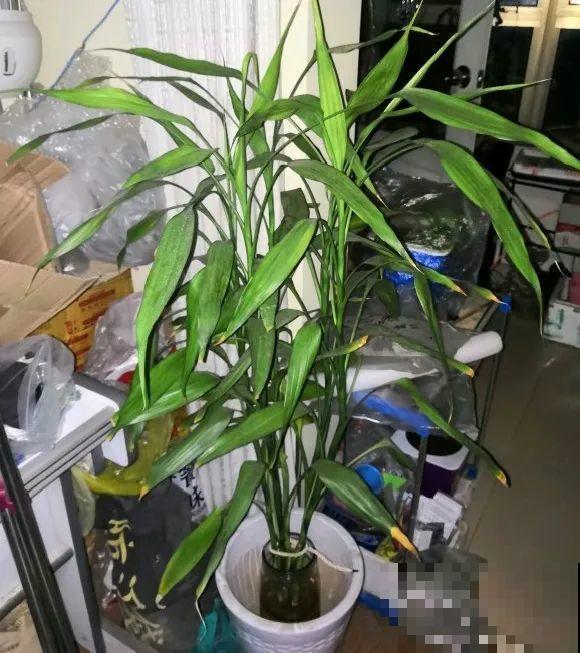 朋友送的富贵竹，长了快3米高，家里快放不下了