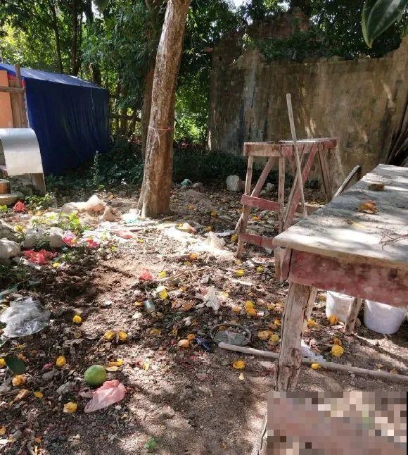 大螃蟹做花肥,秋天大补,花吃完就疯长了! 大螃蟹做花肥,秋天大补,花吃完就疯长了!