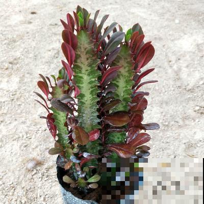 龙骨青葱翠绿，枝干苍劲挺拔，一年四季常青