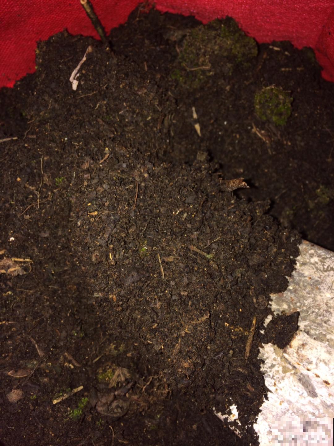 盆土表面长白霜，要赶紧清理，不然花都死了