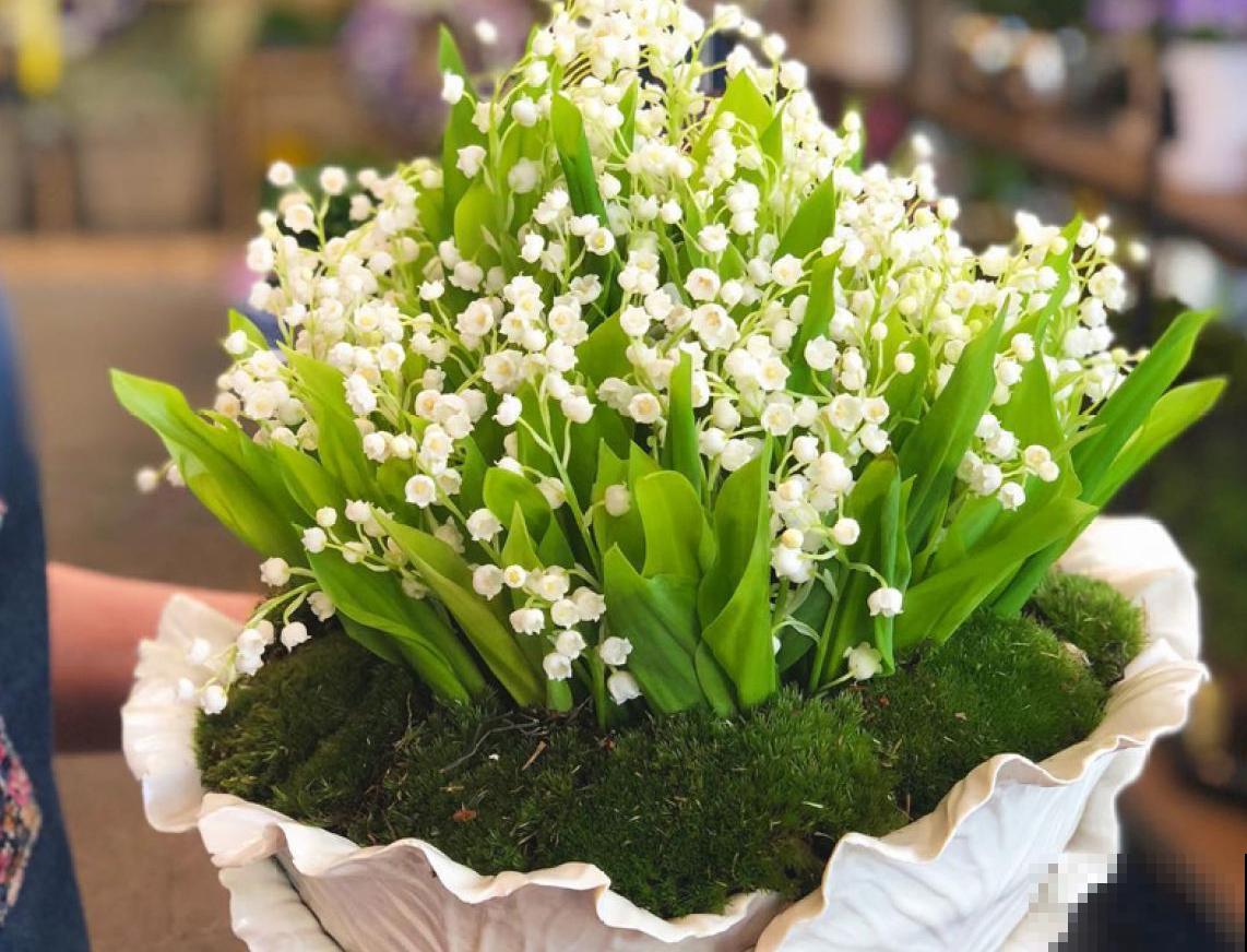 冬天家里种铃兰，抑菌效果好，感冒不怕“串窝子”！