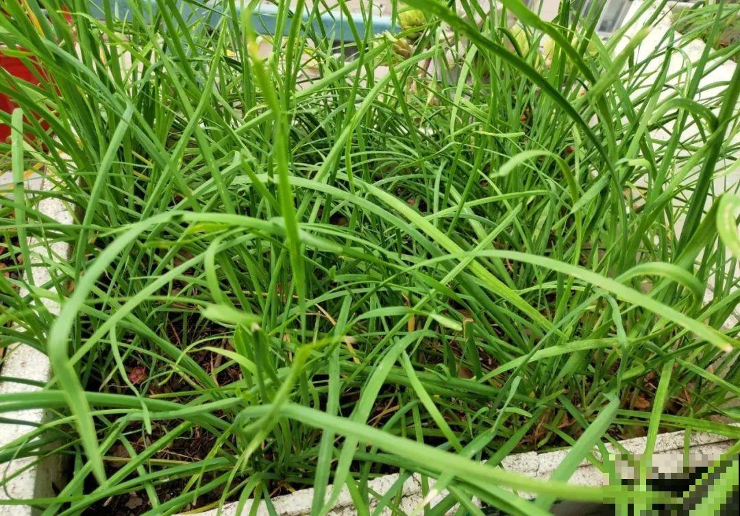 路过垃圾桶，捡走两个泡沫箱，回家扦插出了一大片花